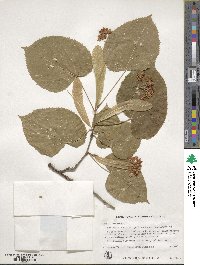 Tilia americana image