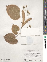 Tilia americana image