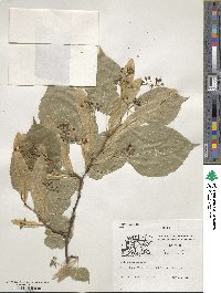 Tilia americana image