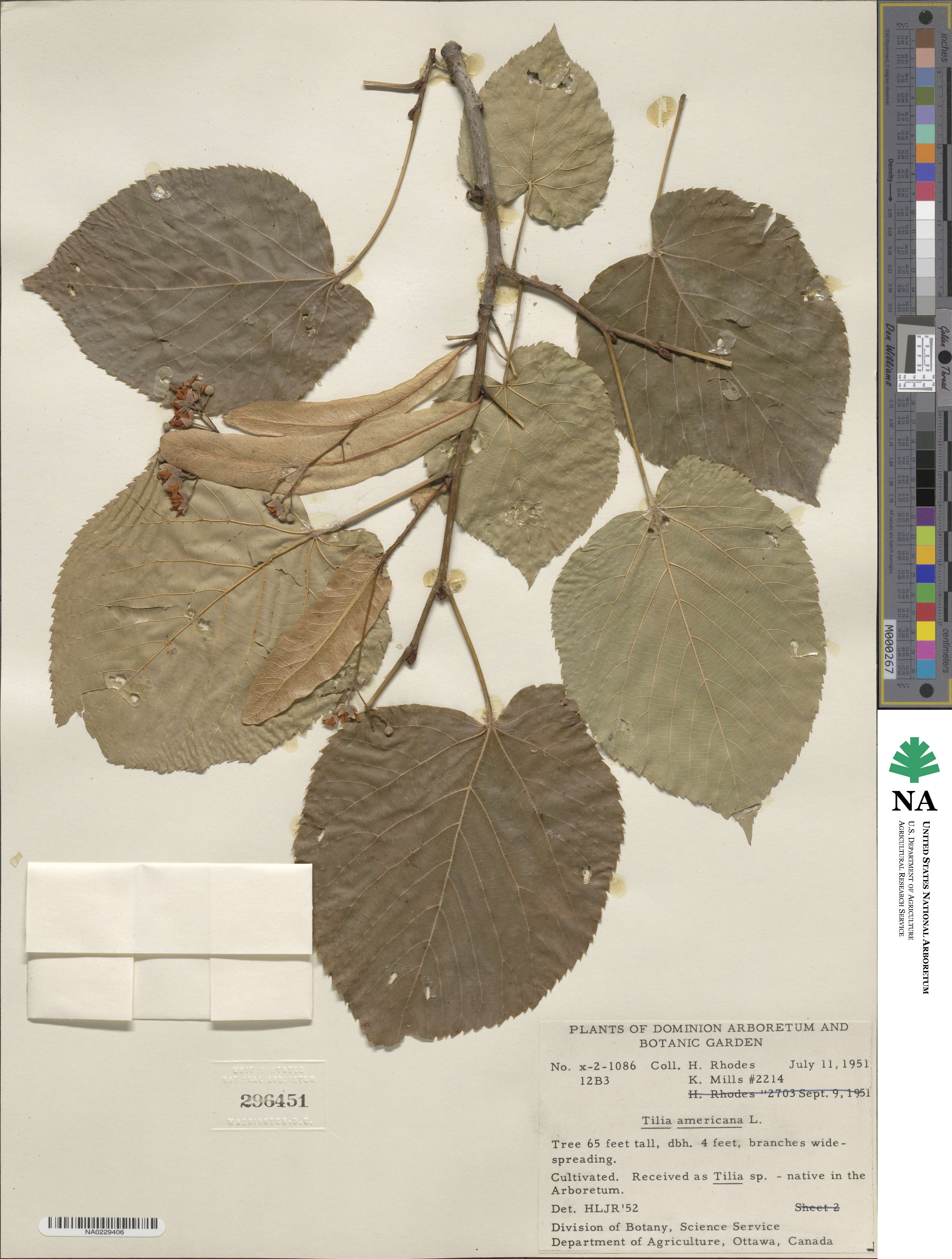Tilia americana image