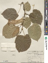 Tilia americana image