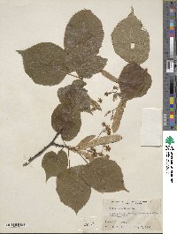 Tilia americana image