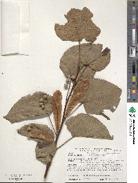 Tilia amurensis image