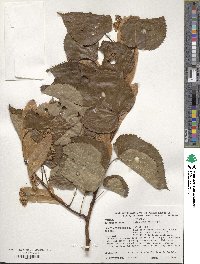 Tilia amurensis image