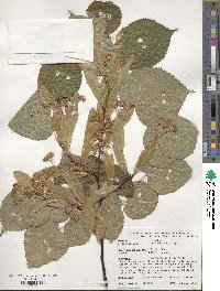 Tilia amurensis image