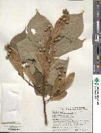 Tilia amurensis image