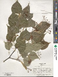 Tilia amurensis image