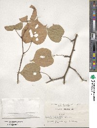 Tilia amurensis image