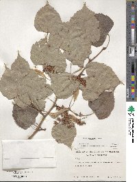 Tilia amurensis image