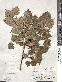 Tilia amurensis image