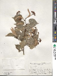 Tilia amurensis image