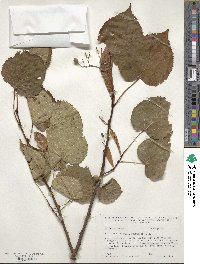 Tilia amurensis image