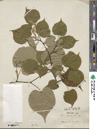 Tilia amurensis image