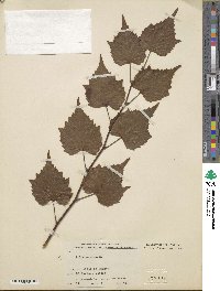 Tilia amurensis image