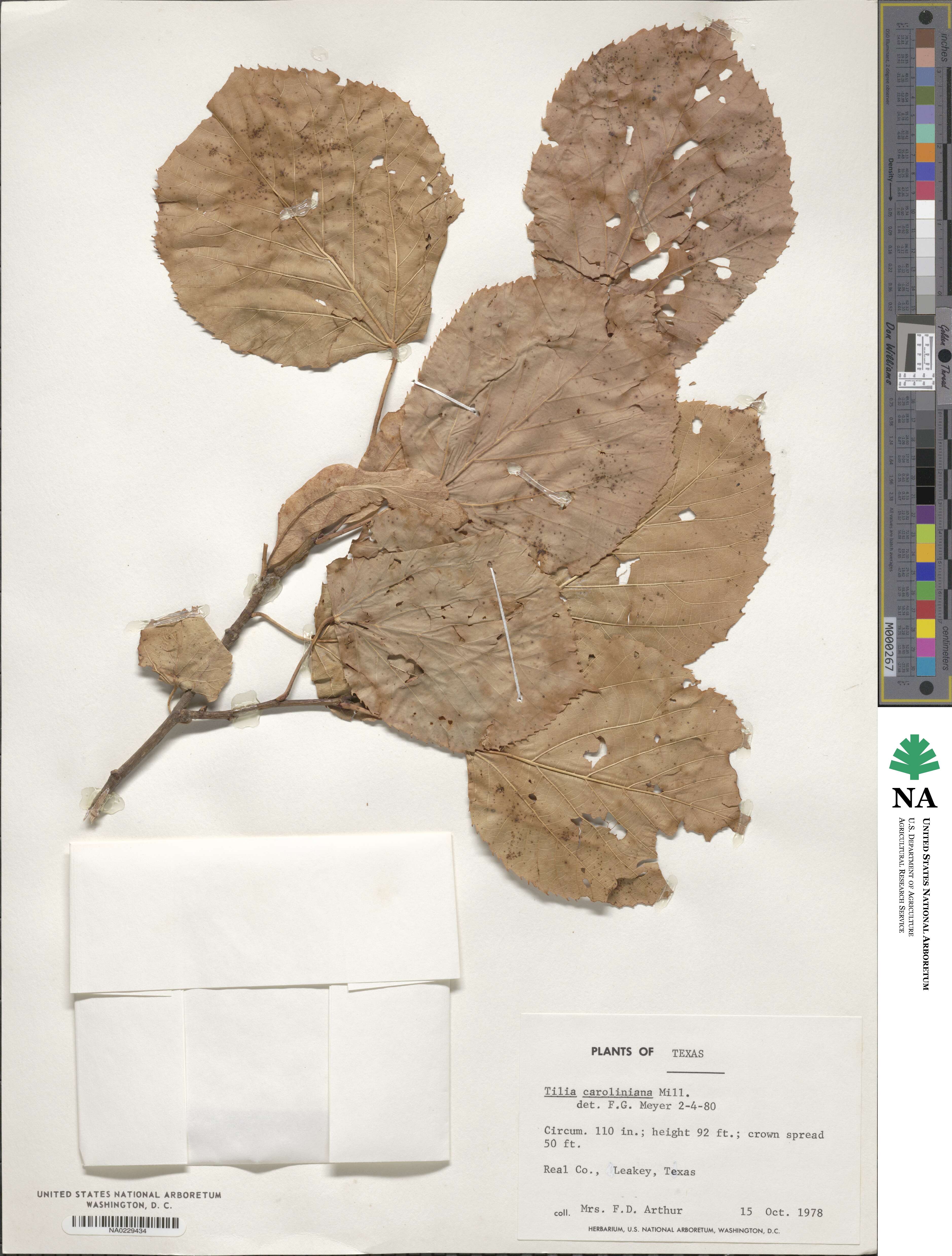 Tilia americana var. caroliniana image