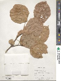 Tilia americana image