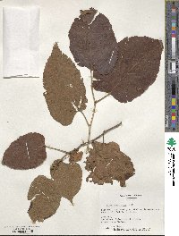 Tilia americana var. caroliniana image