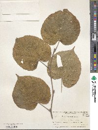 Tilia dasystyla image