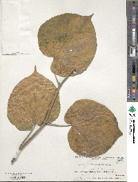 Tilia dasystyla image