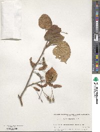 Tilia dasystyla image