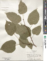 Tilia dasystyla image