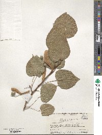 Tilia chinensis image