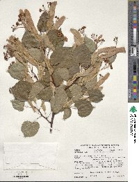 Tilia chinensis image