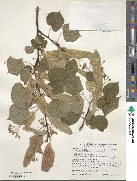 Tilia chinensis image