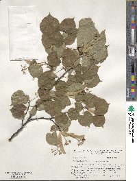 Tilia chinensis image