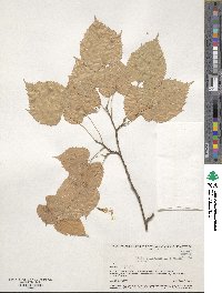 Tilia chingiana image