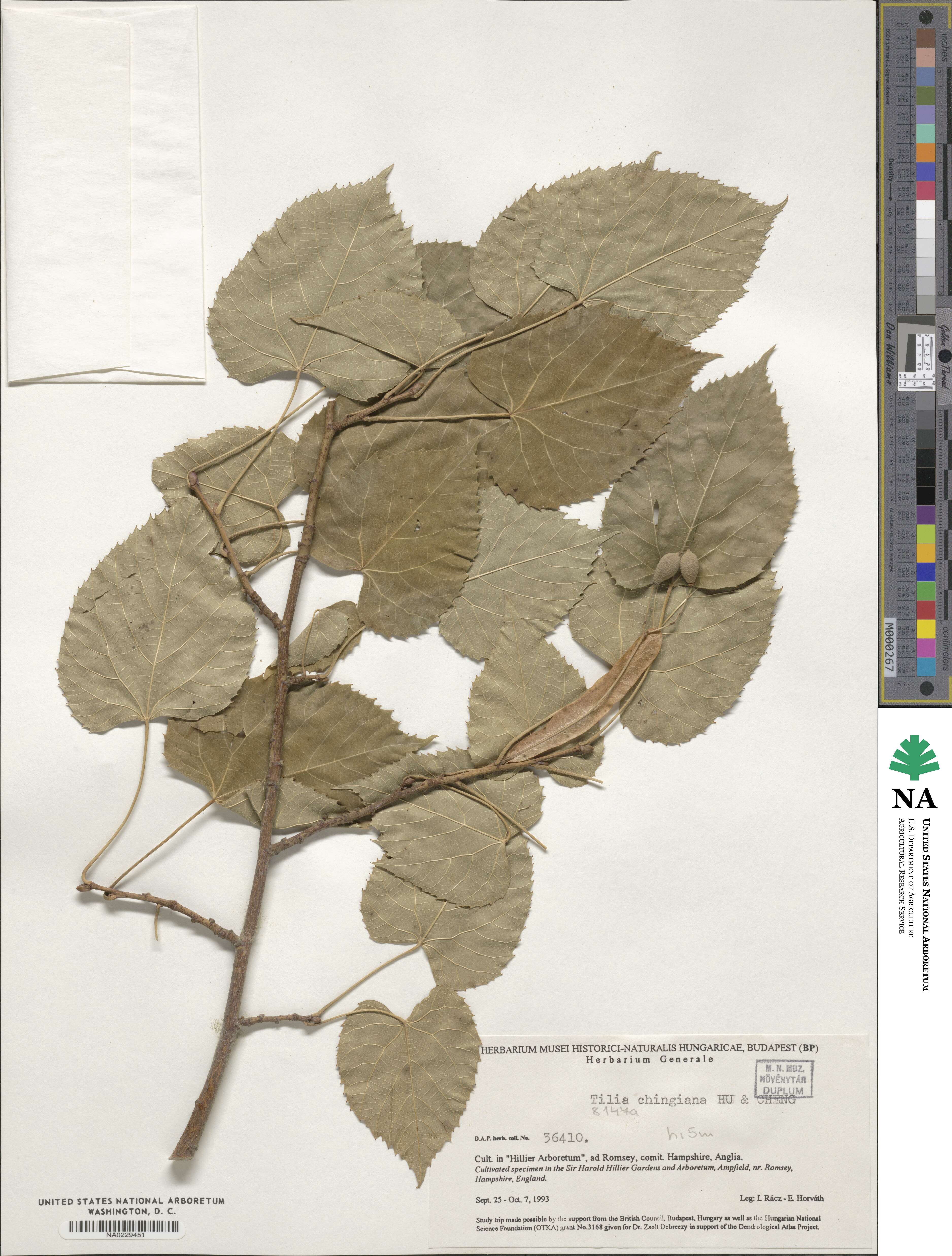 Tilia chingiana image