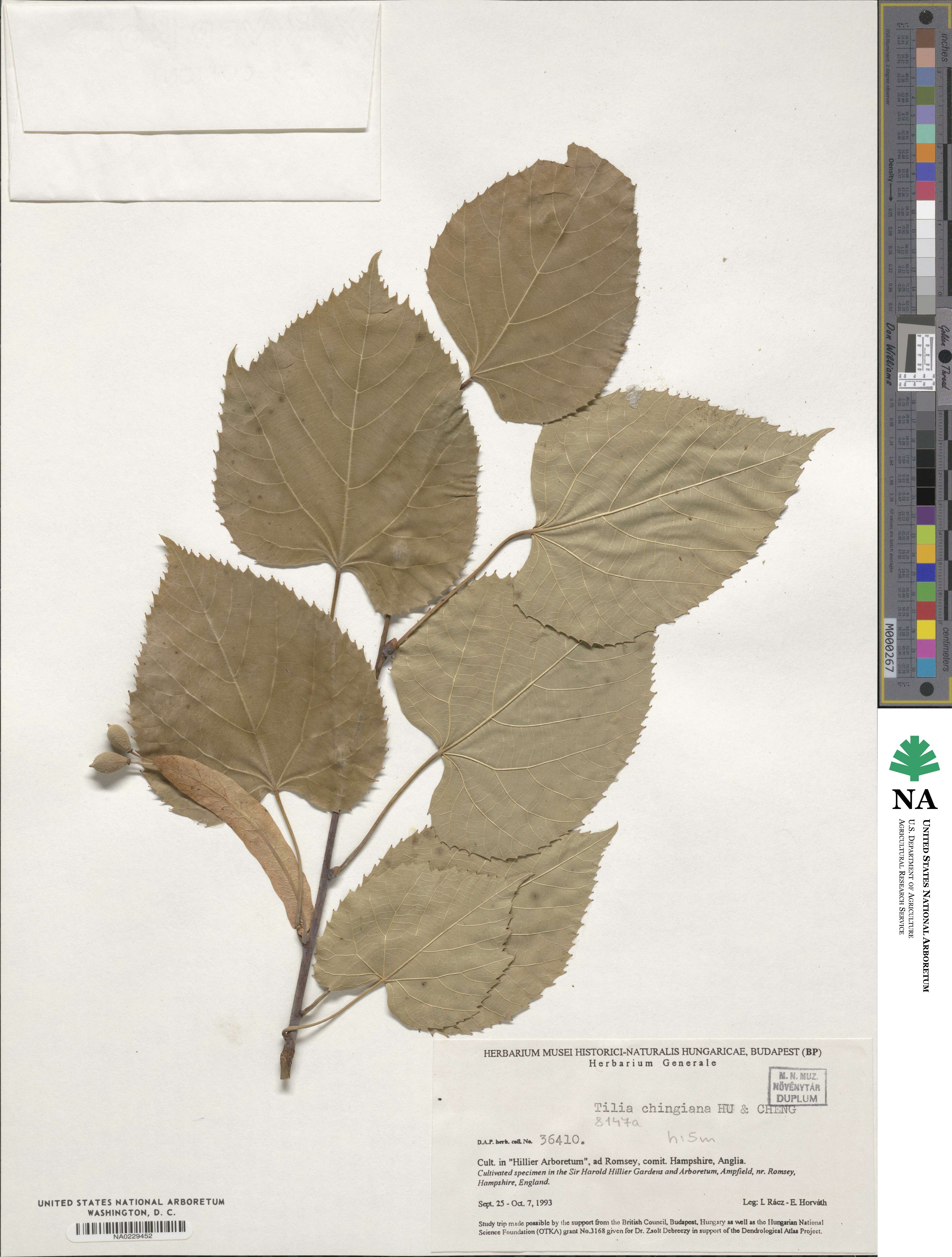 Tilia chingiana image