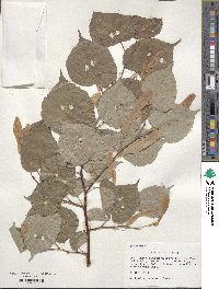 Tilia cordata image