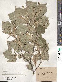 Tilia cordata image