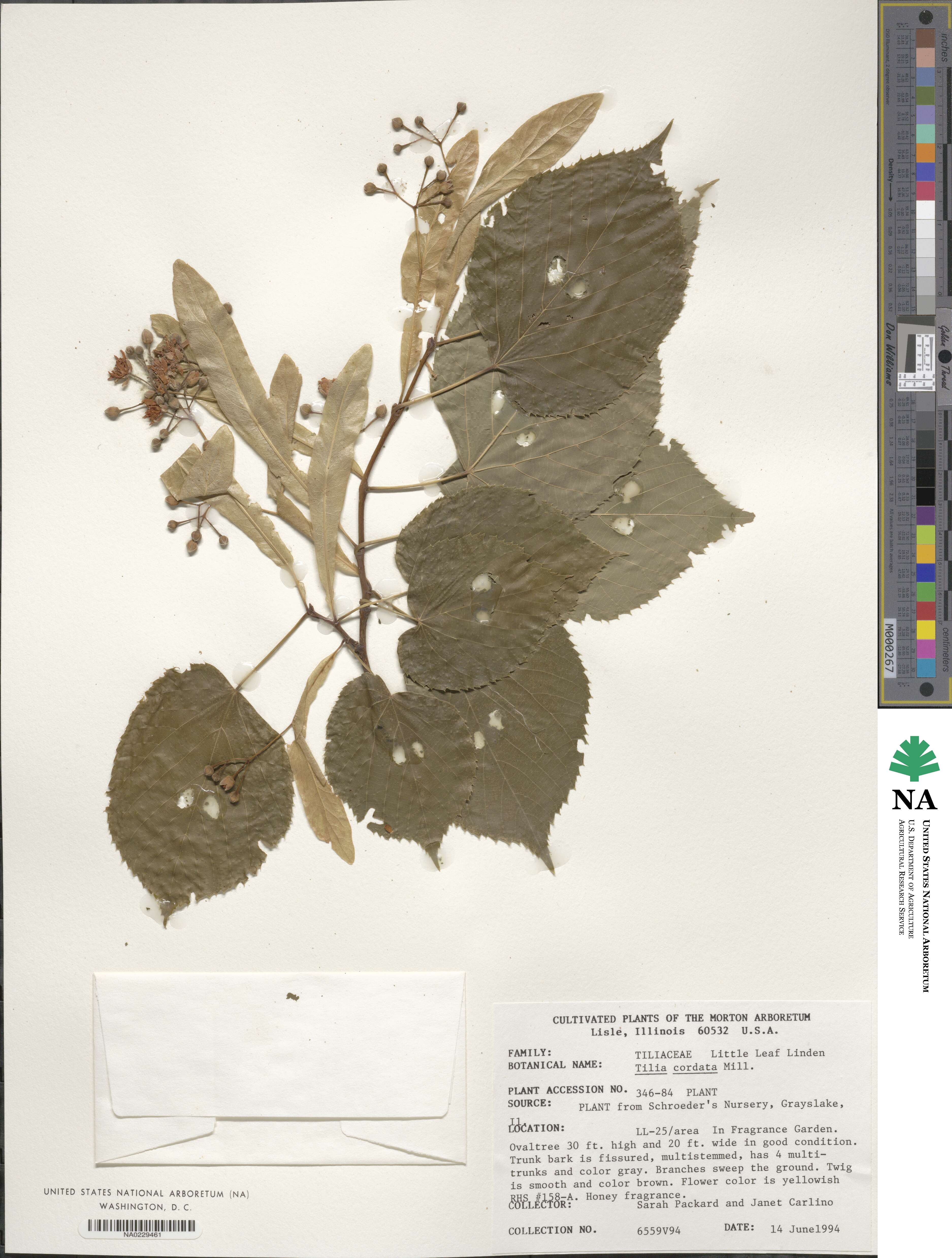 Tilia cordata image
