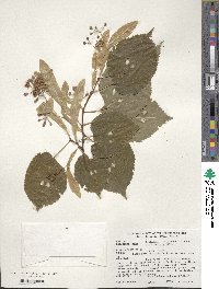 Tilia cordata image