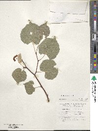 Tilia cordata image