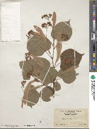 Tilia cordata image