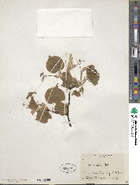 Tilia cordata image