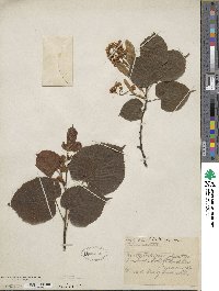 Tilia cordata image