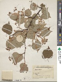 Tilia cordata image