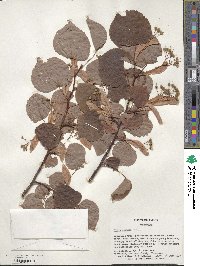 Tilia cordata image