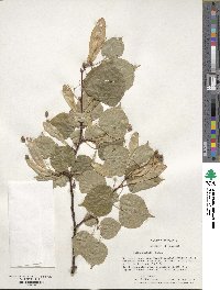 Tilia cordata image