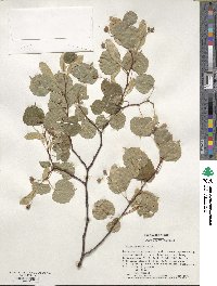 Tilia cordata image