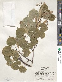 Tilia cordata image