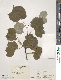 Tilia cordata image