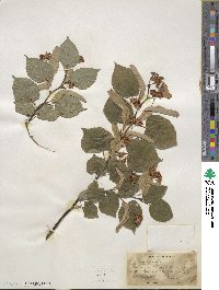 Tilia cordata image