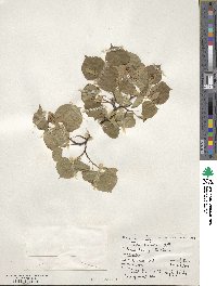 Tilia cordata image