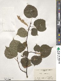 Tilia cordata image