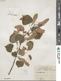 Tilia cordata image